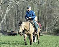 ranch-work-quarter-horse