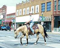 ridden-english-quarter-horse