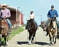 ridden-western-quarter-horse