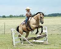 team-roping-quarter-horse