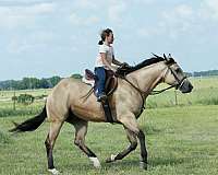 trail-quarter-horse