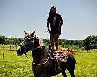 chocolate-grey-belgian-draft-mare