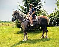 chocolate-grey-draft-horse