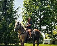chocolate-grey-pre-mare
