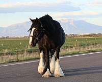 black-gypsy-vanner-mare