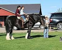 black-gvhs-mare
