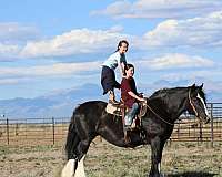 black-gvhs-horse