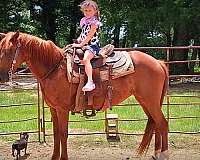 gaited-horse-paso-fino