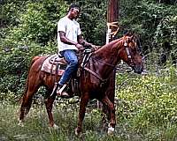 paso-fino-cross-horse