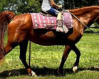 trail-horse-paso-fino