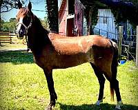 bay-roan-paso-fino