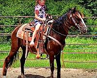 paso-fino-cross-horse