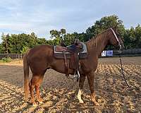 quarter-horse-gelding