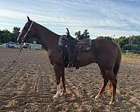 quarter-horse-for-sale