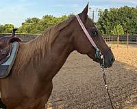 quarter-horse