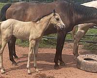 buckskin-blaze-one-white-sock-horse