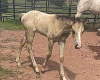 blaze-one-white-sock-horse