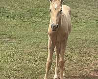 star-snip-white-on-several-pasterns-horse