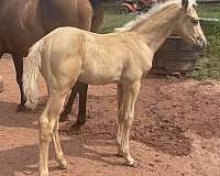 palomino-star-snip-white-on-several-pasterns-horse