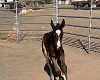 akhal-teke-colt