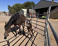 hunter-akhal-teke-horse