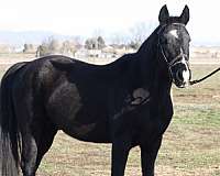 jumper-akhal-teke-horse