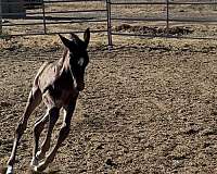 dressage-colt-weanling