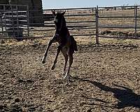 hunter-colt-weanling