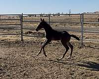jumper-colt-weanling