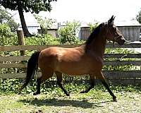 hot-morgan-horse