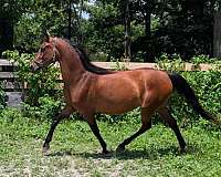 round-pen-morgan-horse