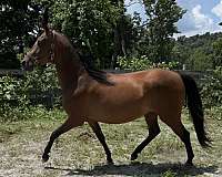 showboat-morgan-horse