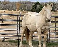 draft-trail-american-cream-draft-horse