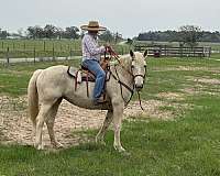 american-cream-draft-mare-broodmare