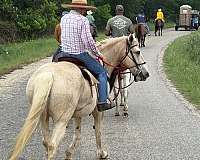 american-cream-draft-horse-for-sale