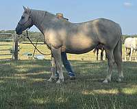 american-cream-draft-horse