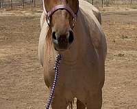 cassidy-filly