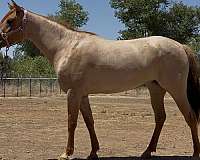 gorgeous-red-dun-paint-horse