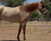 paint-filly
