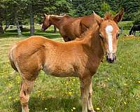 all-around-paint-horse