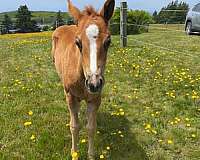 threatened-paint-horse