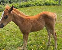 threatened-horse