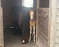all-around-paint-horse