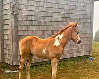 sorrel-overo-all-around-horse