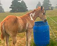 sorrel-overo-paint-filly
