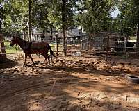 quarter-pony