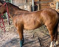 quarter-pony-filly