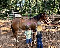 quarter-pony-for-sale