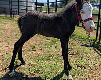 pony-colt