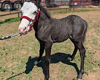 pony-for-sale